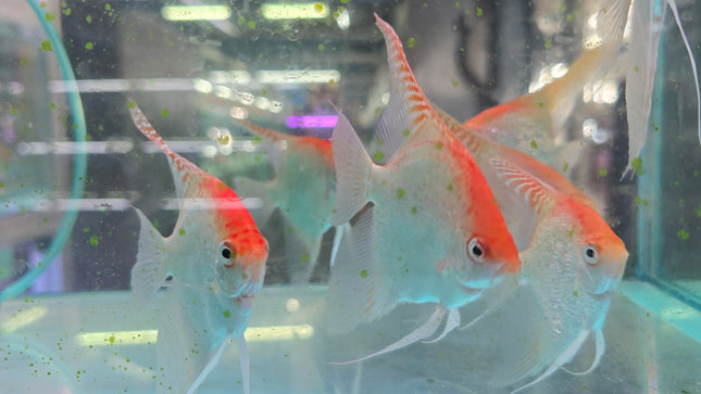 Red cap angelfish 4-5cm