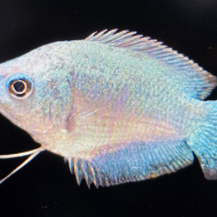 Assorted colisa gourami 4cm