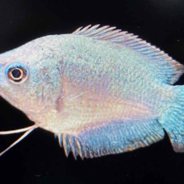 Assorted Colisa Gourami (4cm)