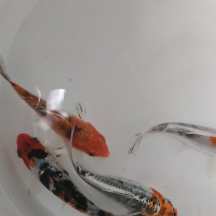 Tri colour koi