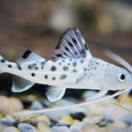 Pictus catfish 5-6cm