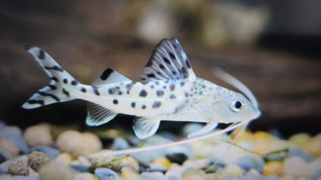 Pictus catfish 5-6cm