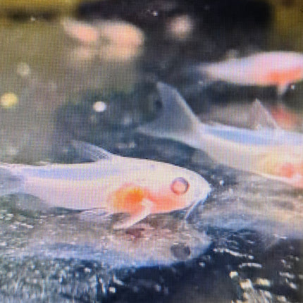 Albino pygmy corydoras