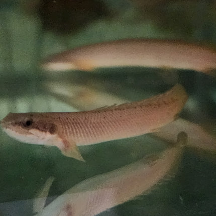 Polypterus Senegalus bichir 5-6cm