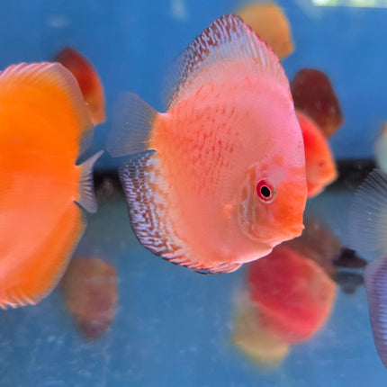 Assorted Discus 2", 3", 4"