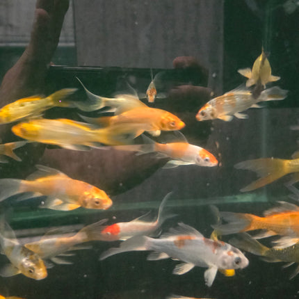 Assorted longfin koi