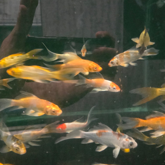 Assorted longfin koi