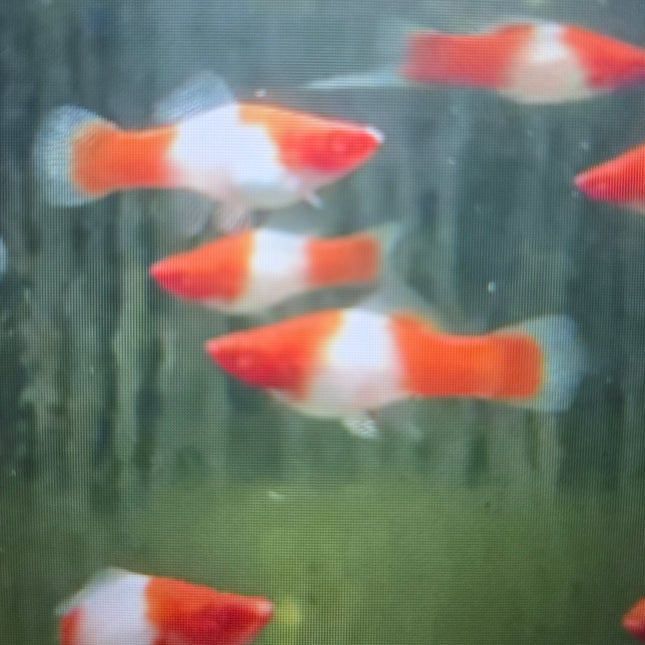 Koi swordtail 3cm