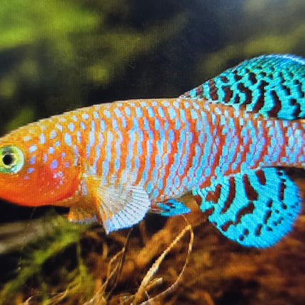 Nothobranchius rachovi 3-4cm