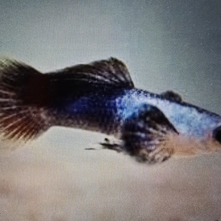 Panda endler guppy 1.5cm