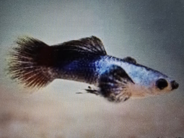 Panda endler guppy 1.5cm