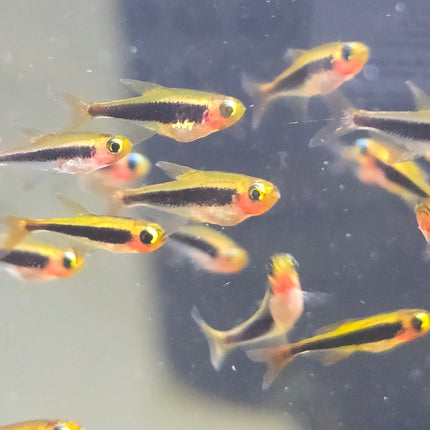 Tukano tetra 1cm