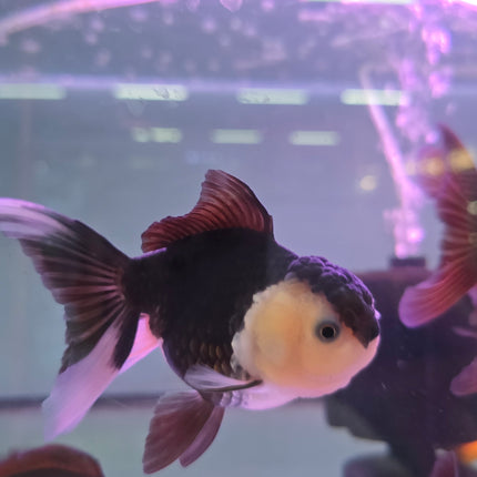 Panda oranda 10cm