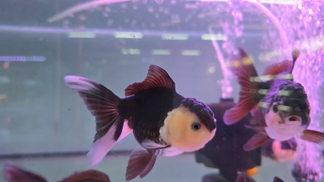 Panda oranda 10cm