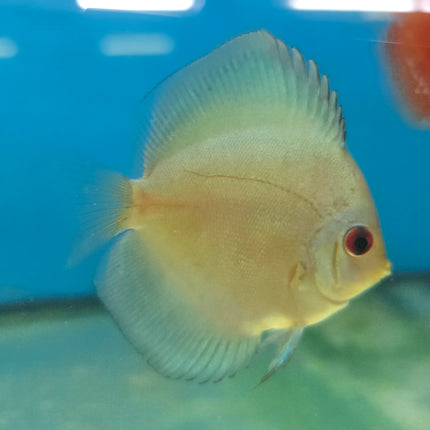 Assorted Discus 2", 3", 4"