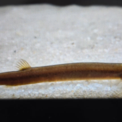 Black kuhli loach 4-5cm