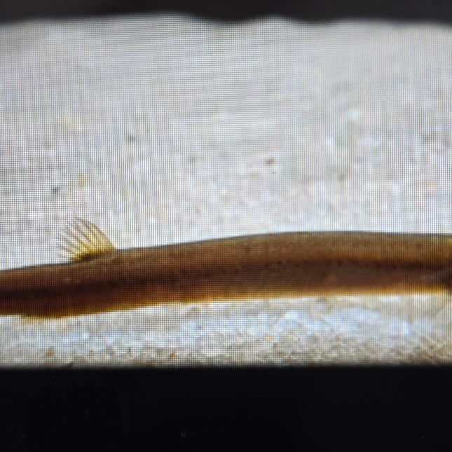 Black kuhli loach 4-5cm