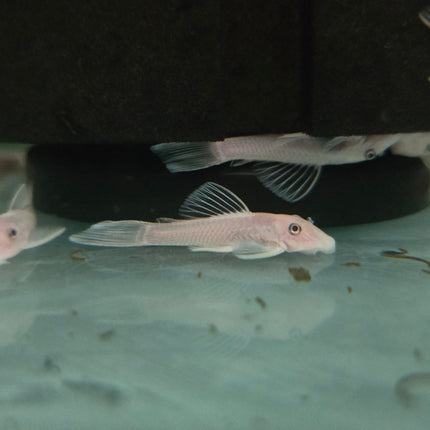 Pleco L144 snow white 4cm