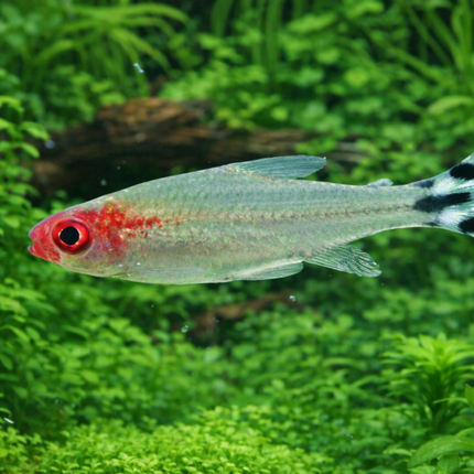Rummy nose tetra 2.5cm