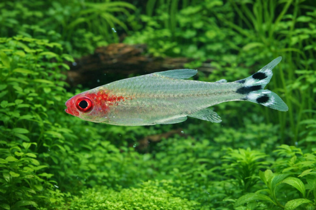 Rummy nose tetra 2.5cm