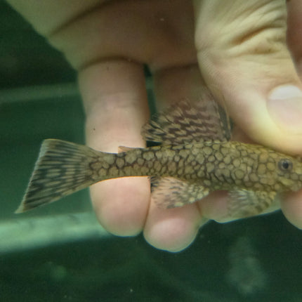 Pleco L519 5cm