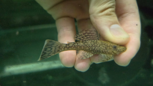 Pleco L519 5cm