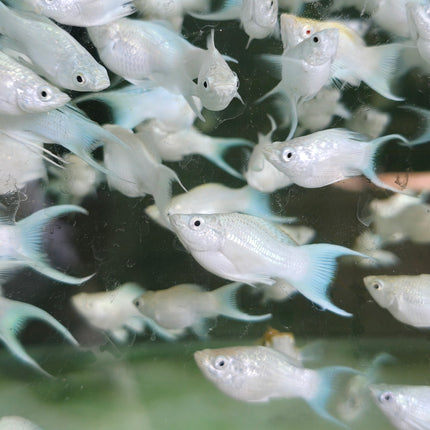 Platinum lyretail balloon molly 3cm