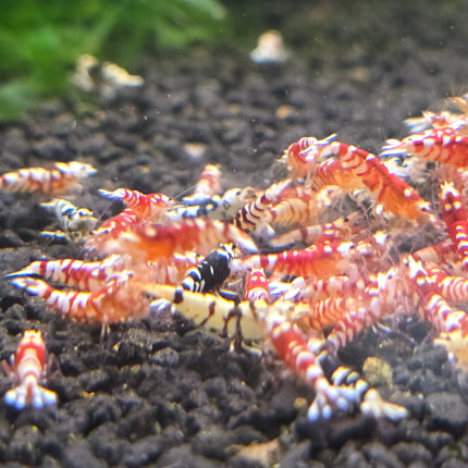 Fancy tiger shrimp 1cm