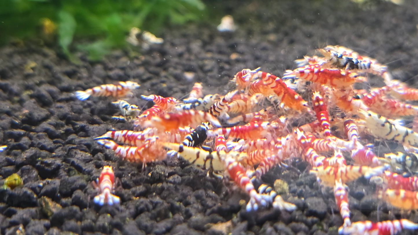Fancy tiger shrimp 1cm