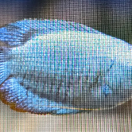 Cobalt Blue Gourami 4cm