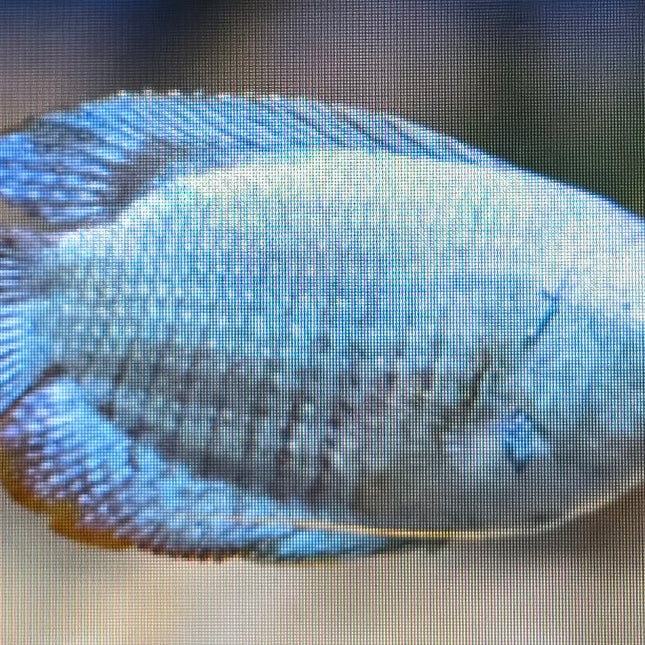 Cobalt Blue Gourami 4cm
