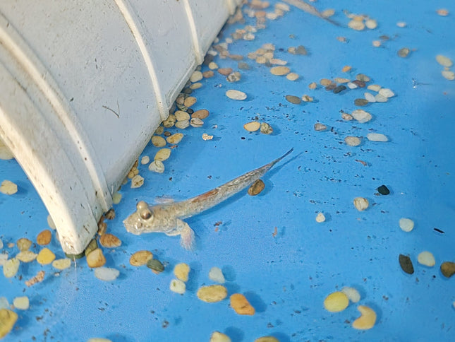 Mudskipper 5-6cm