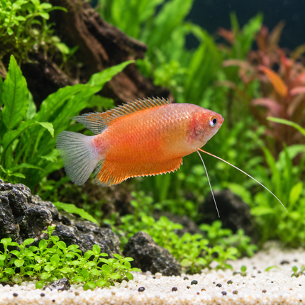 Red honey gourami 3-4cm
