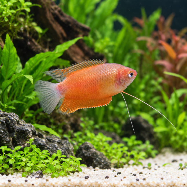 Red honey gourami 3-4cm