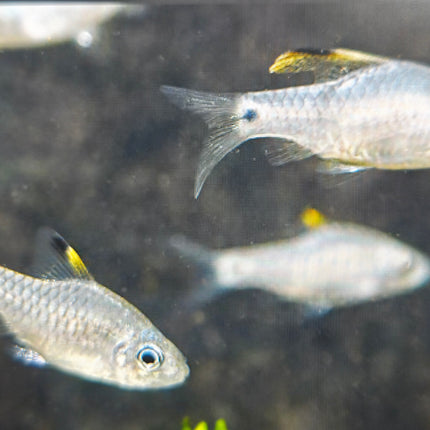 Draped fin barb 2cm