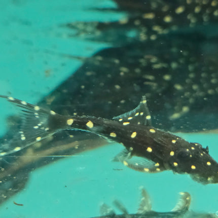 Pleco acanthicus adonis L155 5-6cm