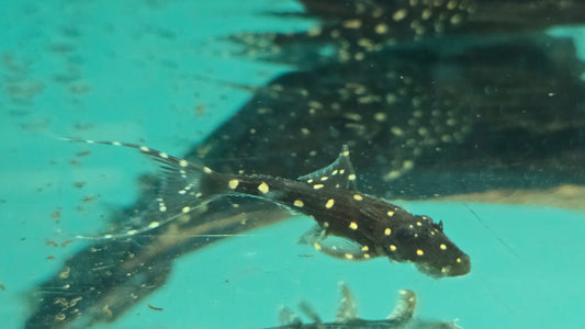 Pleco acanthicus adonis L155 5-6cm