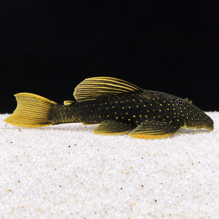 Pleco Hypostomus Luteus Phase 2 18-20cm