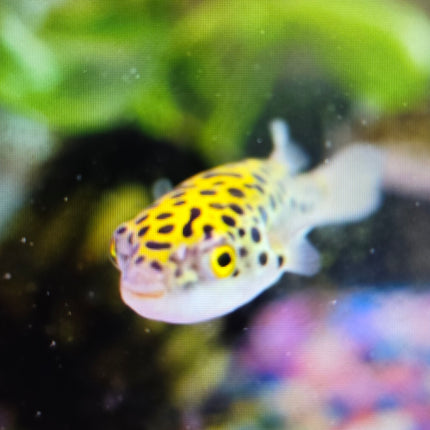 green pufferfish 3-5cm