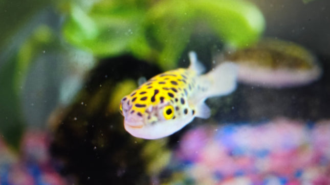green pufferfish 3-5cm