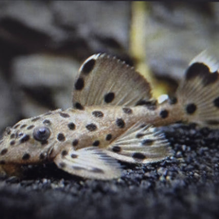L264 sultan pleco 6-8cm