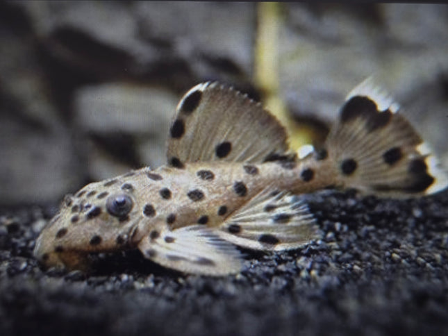 L264 sultan pleco 6-8cm