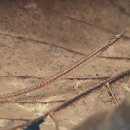 Freshwater pipefish 5-6cm
