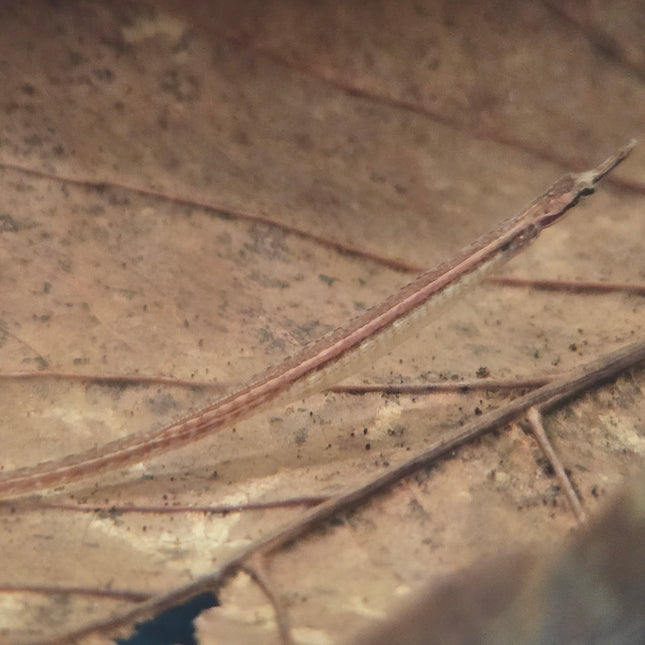 Freshwater pipefish 5-6cm
