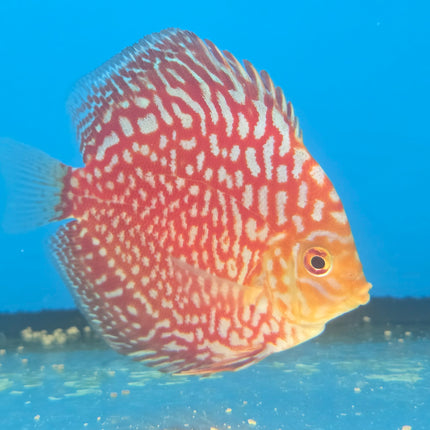 Assorted Discus 2", 3", 4"