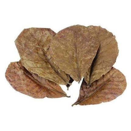 Ketapang leaves