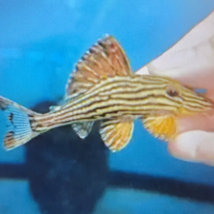 L27B xingu pleco 7-8cm