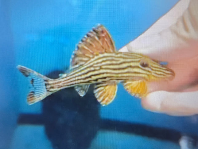 L27B xingu pleco 7-8cm