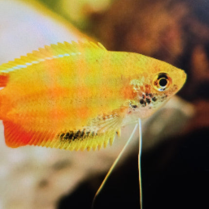 Golden honey dwarf gourami 3cm
