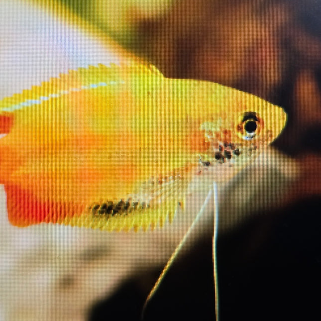 Golden honey dwarf gourami 3cm